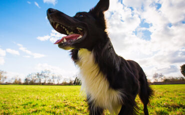 Close up portrait of playful purebred border collie dog playing outdoors in the city park. Adorable puppy enjoying a sunny day in the nature