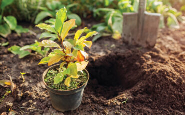 Preparation for planting magnolia into soil. Small tree in container ready for transplanting in fall garden