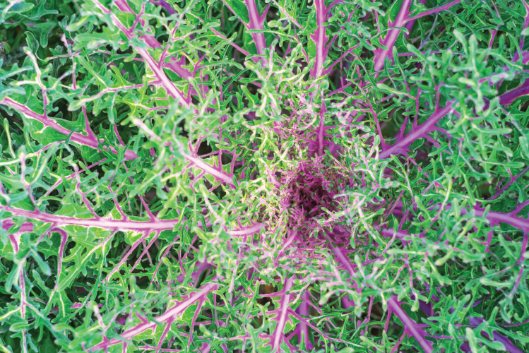 Red Peacock Kale